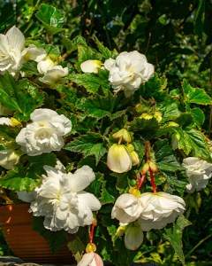 Begonia Pendula White7